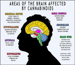 areas of brain affected by cannabinoids