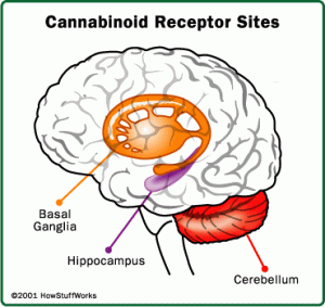 cannabinoid receptors in the brain